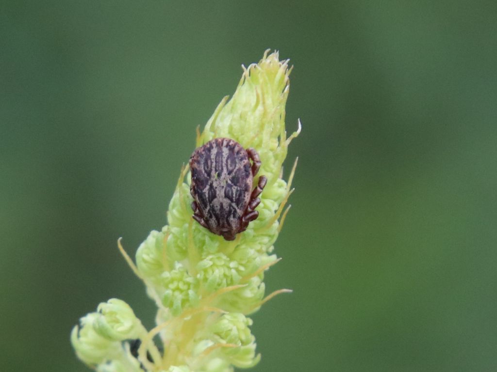 Ixodida