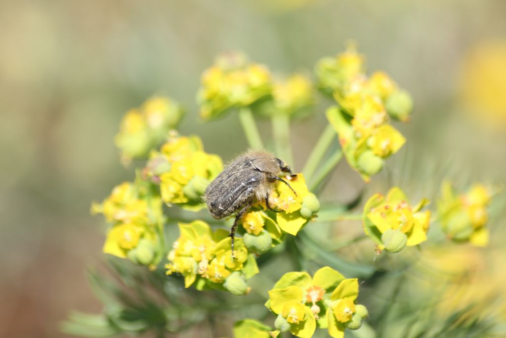 Tropinota hirta (Poda, 1761)