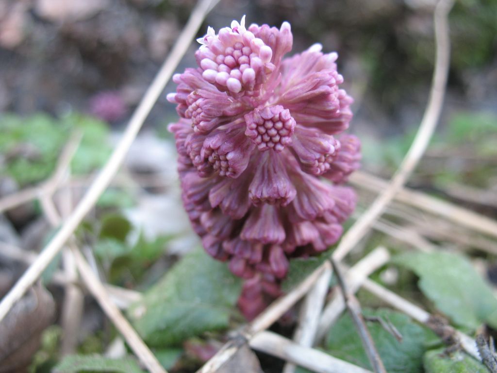 Petasites hybridus (L.) G.Gaertn., B.Mey. & Scherb.