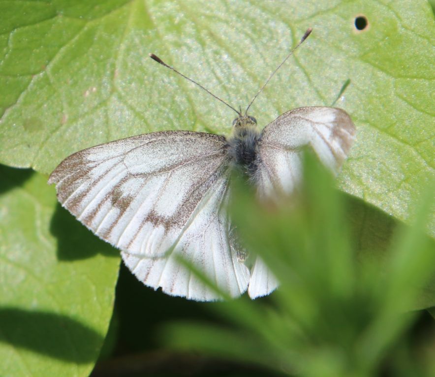 Pieris napi (Linnaeus, 1758)