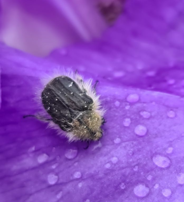 Tropinota hirta (Poda, 1761)