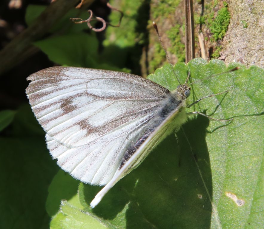 Pieris napi (Linnaeus, 1758)