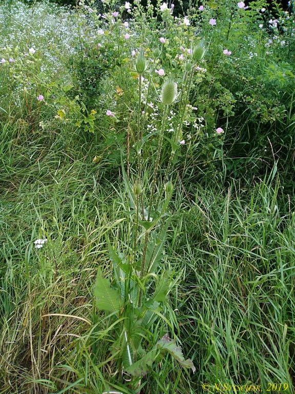 Dipsacus laciniatus L.