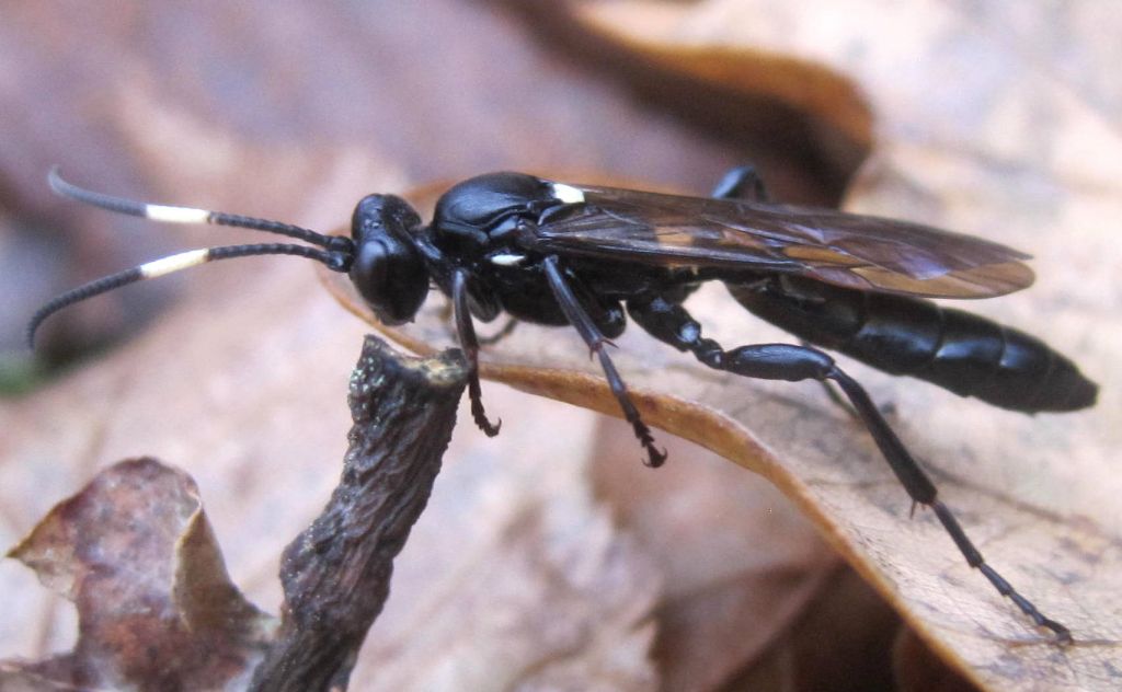 Ichneumoninae