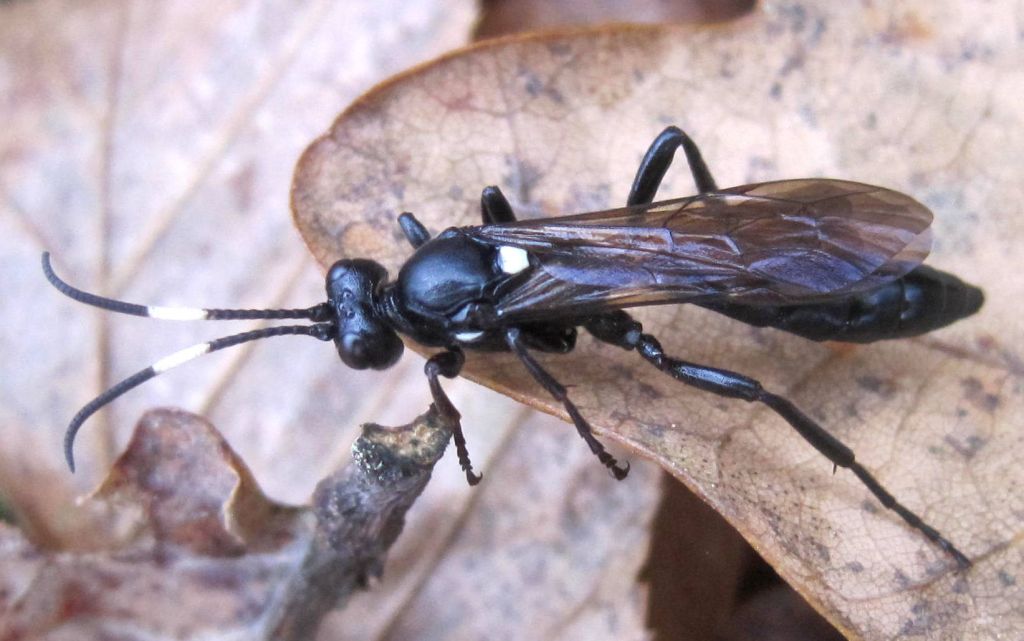 Ichneumoninae