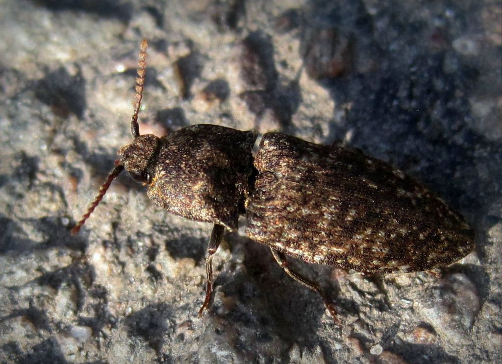 Agrypnus murinus (Linnaeus, 1758)