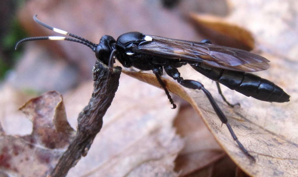 Ichneumoninae