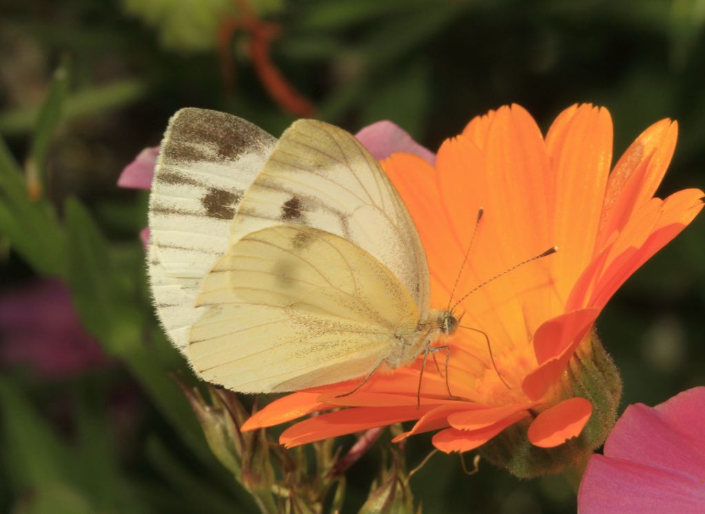 Pieris napi (Linnaeus, 1758)