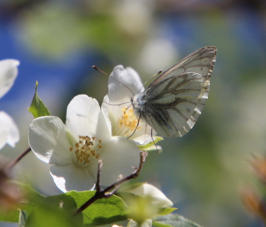 Pieris napi (Linnaeus, 1758)