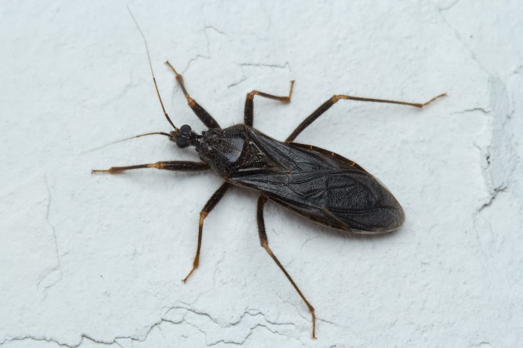 Reduvius personatus (Linnaeus, 1758)