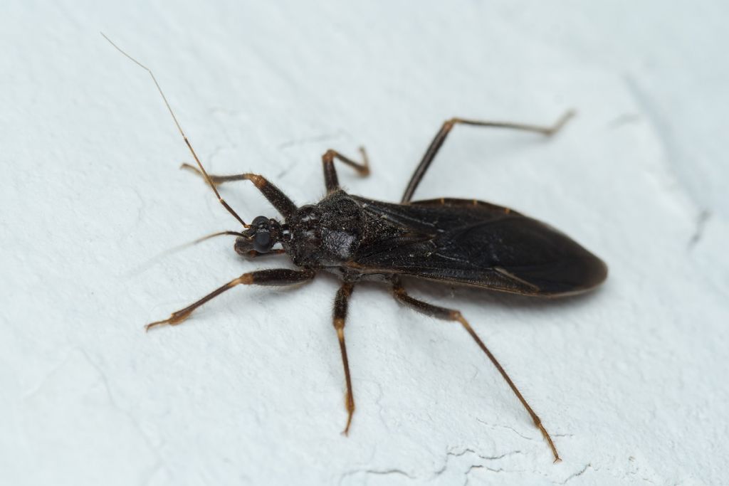 Reduvius personatus (Linnaeus, 1758)