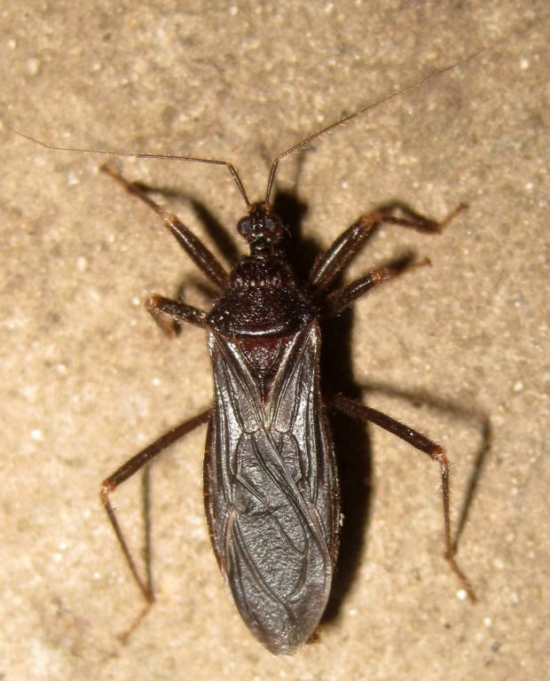 Reduvius personatus (Linnaeus, 1758)