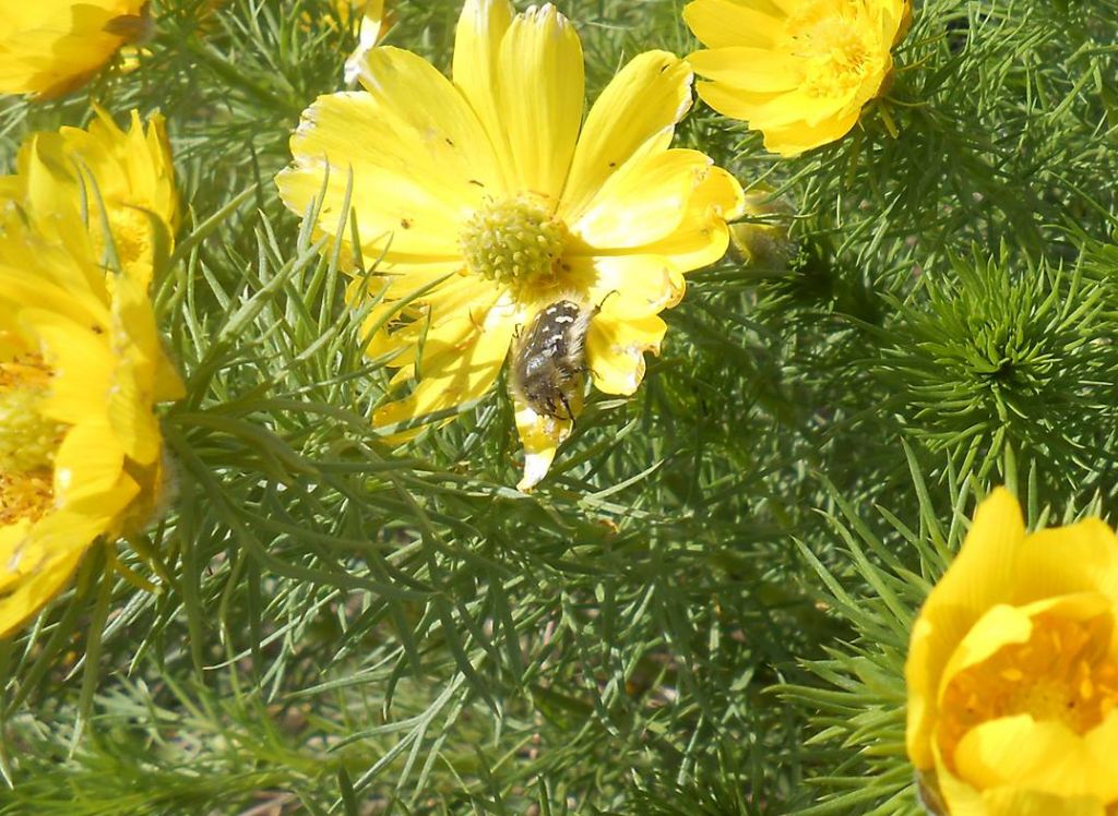 Tropinota hirta (Poda, 1761)