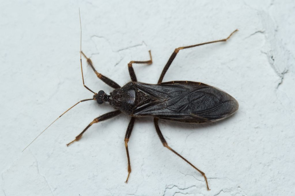 Reduvius personatus (Linnaeus, 1758)