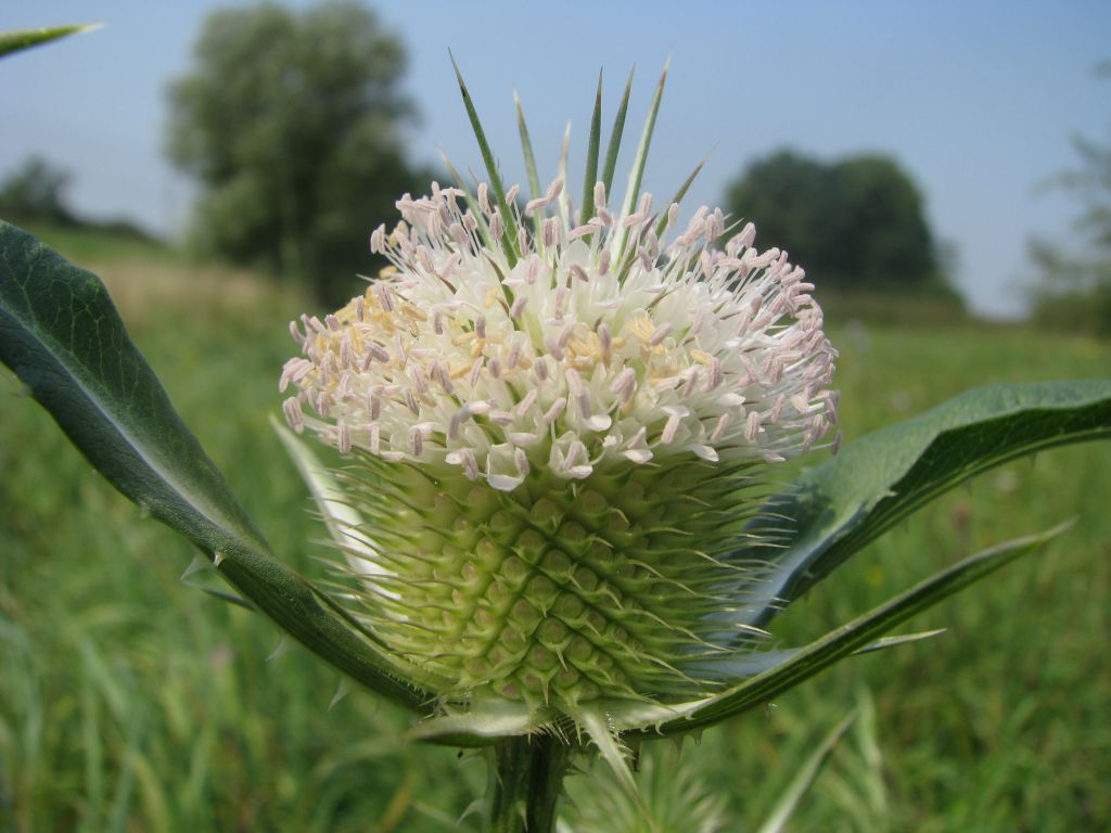 Dipsacus laciniatus L.