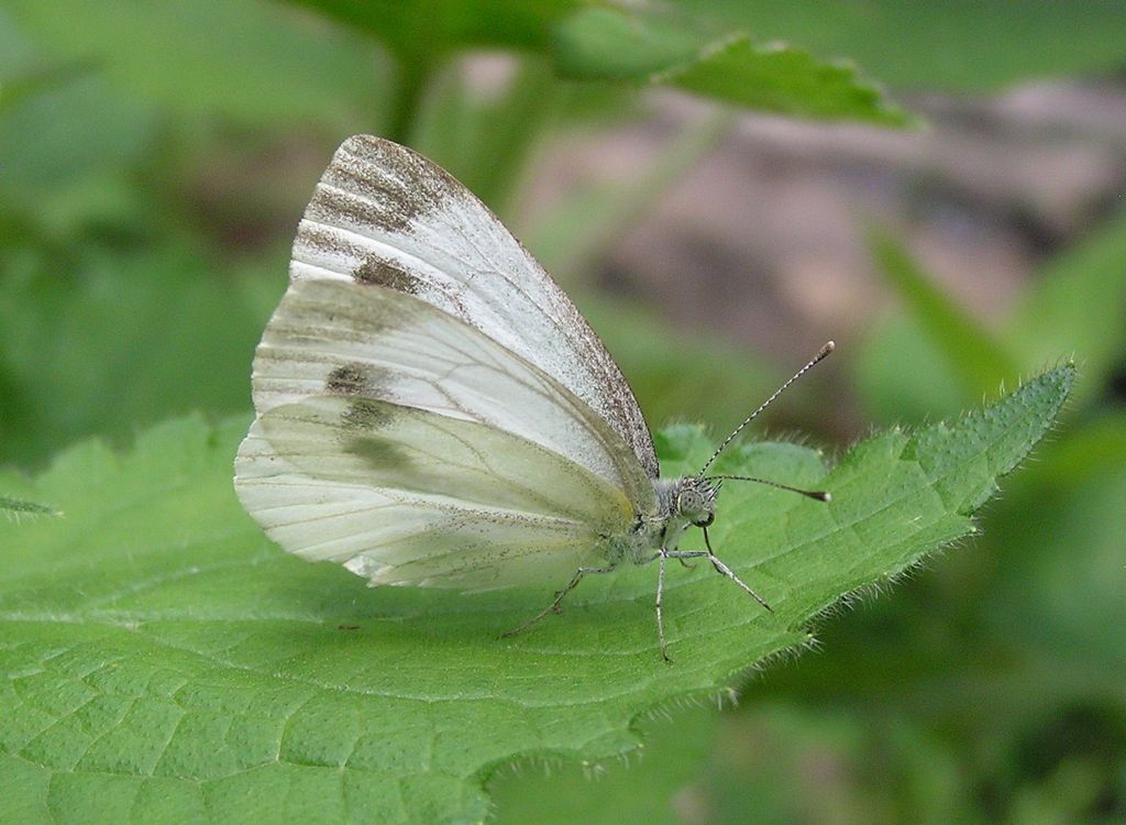Pieris napi (Linnaeus, 1758)