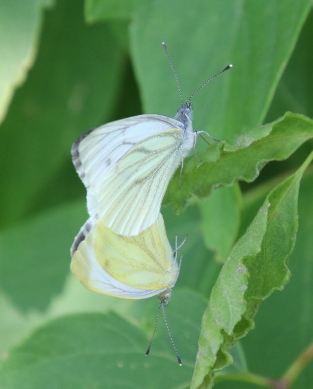 Pieris napi (Linnaeus, 1758)
