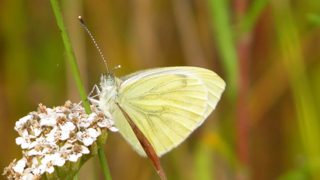 Pieris napi (Linnaeus, 1758)
