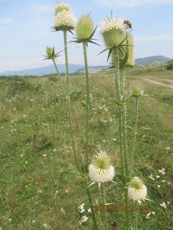 Dipsacus laciniatus L.