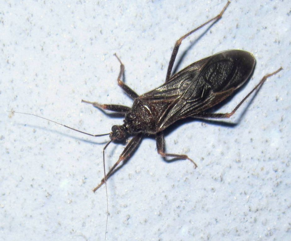 Reduvius personatus (Linnaeus, 1758)
