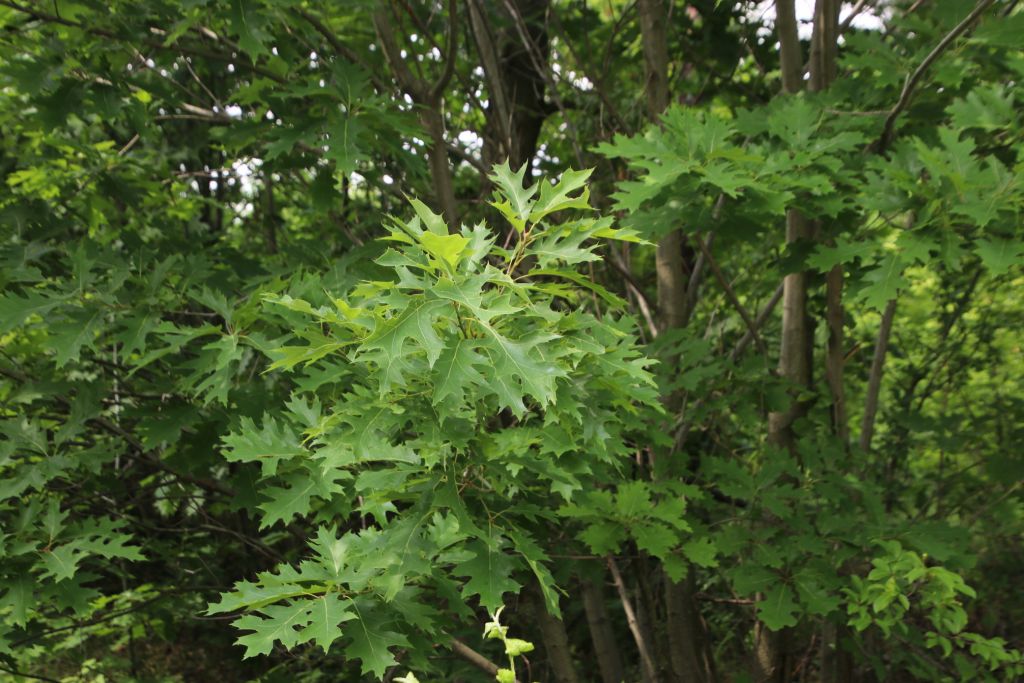 Quercus rubra L.