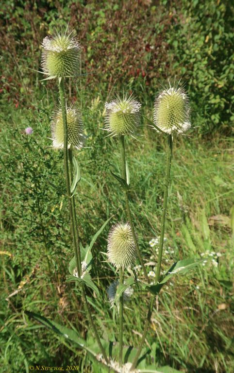 Dipsacus laciniatus L.