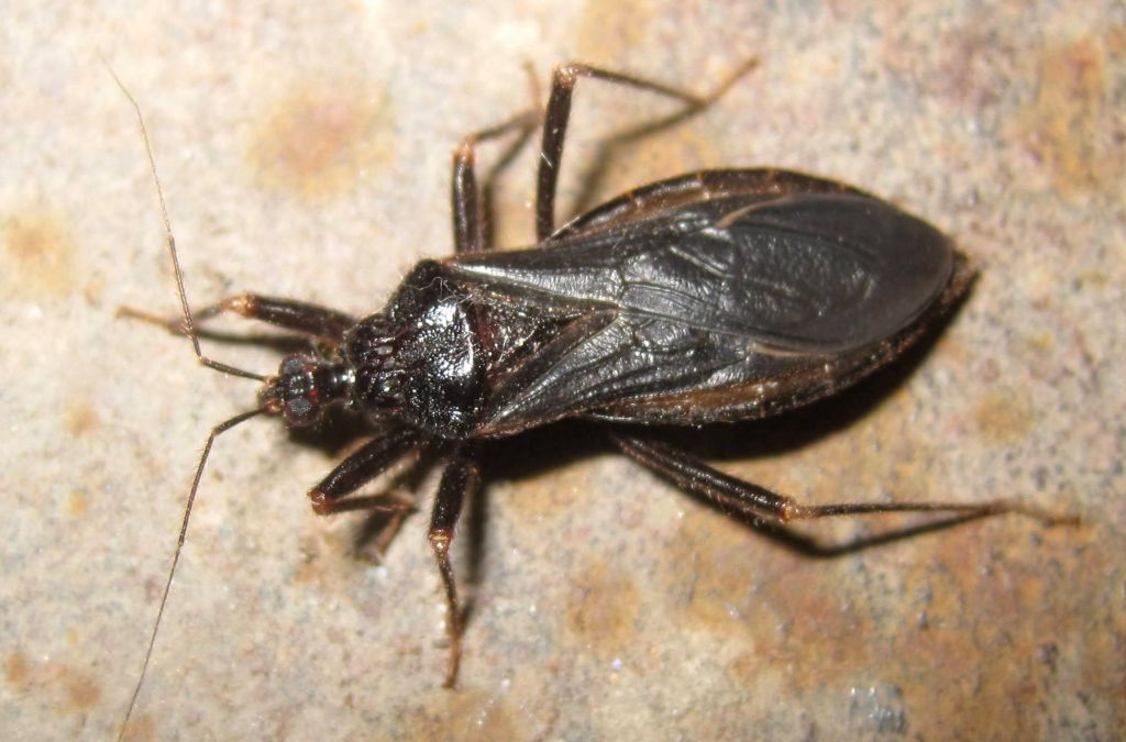 Reduvius personatus (Linnaeus, 1758)