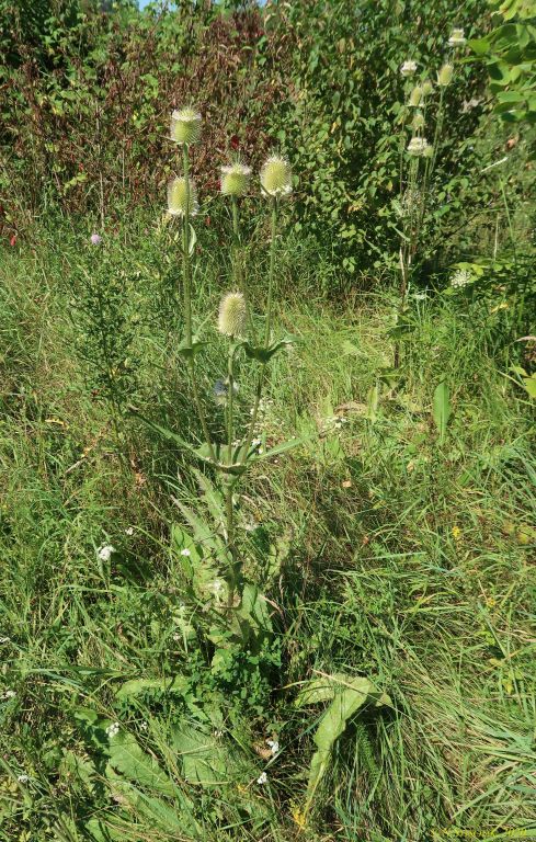 Dipsacus laciniatus L.