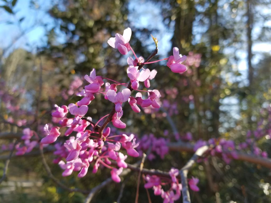 Cercis canadensis L.