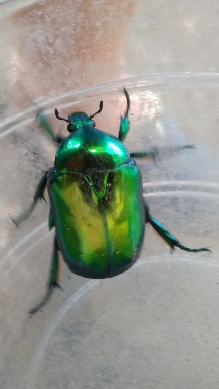 Protaetia (Cetonischema) speciosissima (Scopoli, 1786)