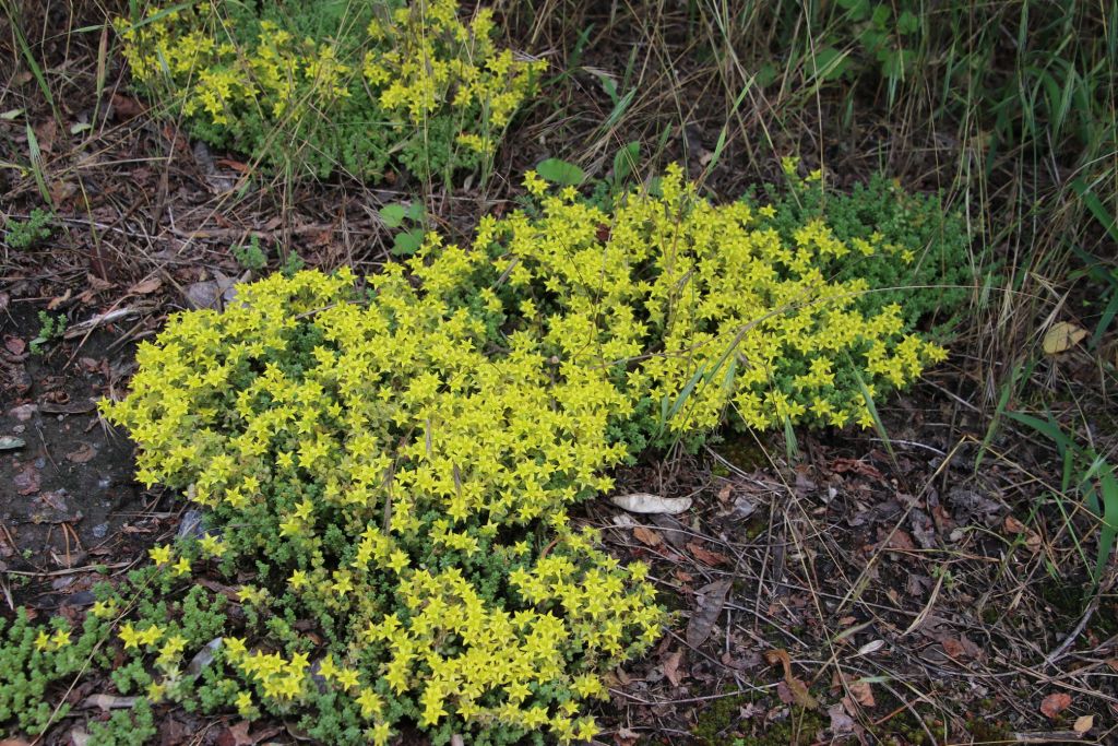 Sedum acre L.