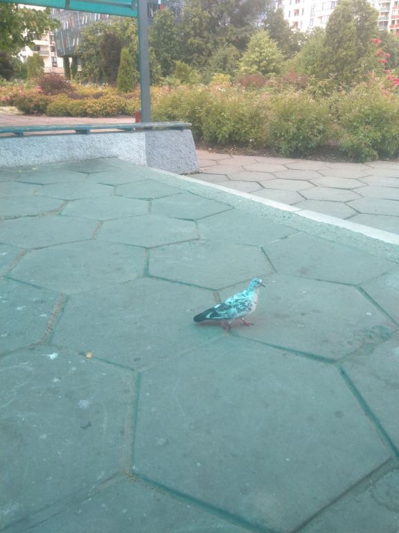 Columba livia Gmelin, 1789