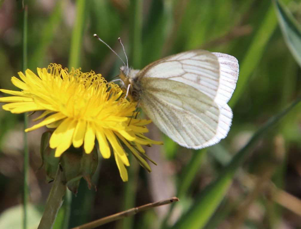 Pieris napi (Linnaeus, 1758)
