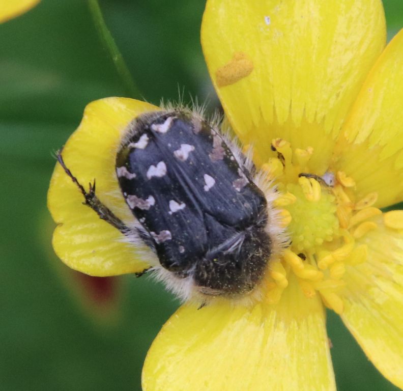 Tropinota hirta (Poda, 1761)