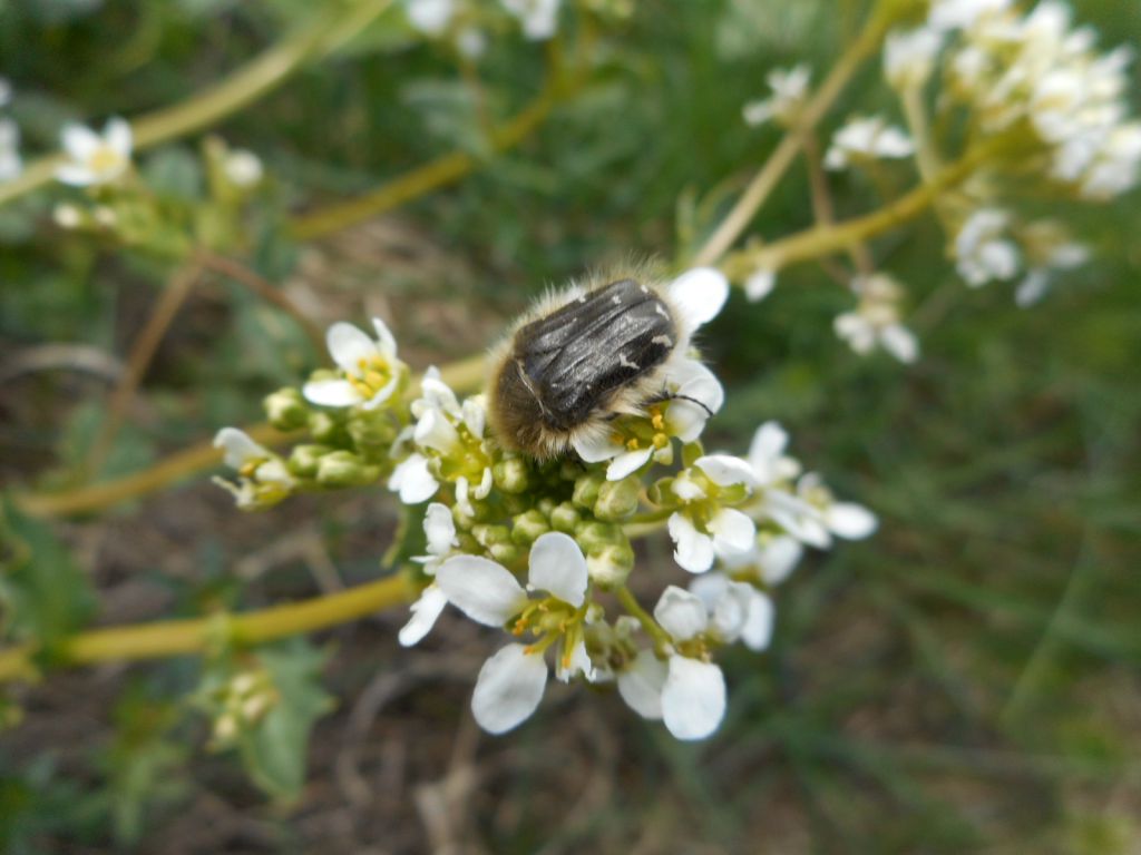 Tropinota hirta (Poda, 1761)
