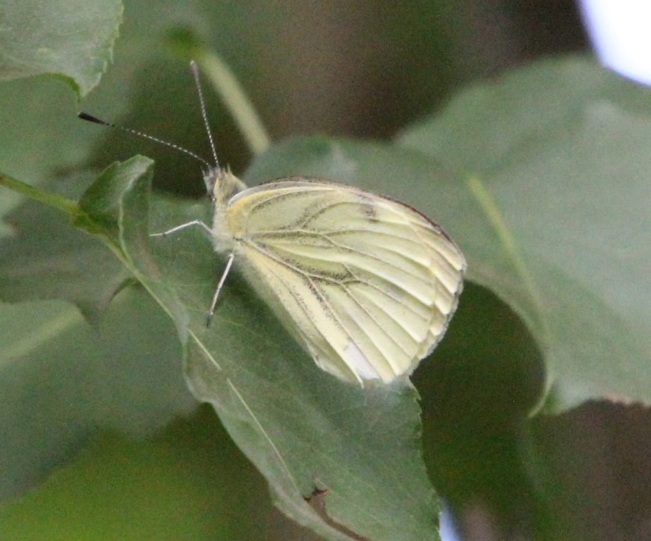 Pieris napi (Linnaeus, 1758)
