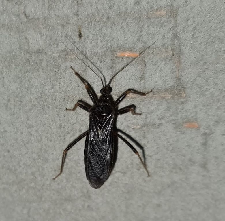 Reduvius personatus (Linnaeus, 1758)