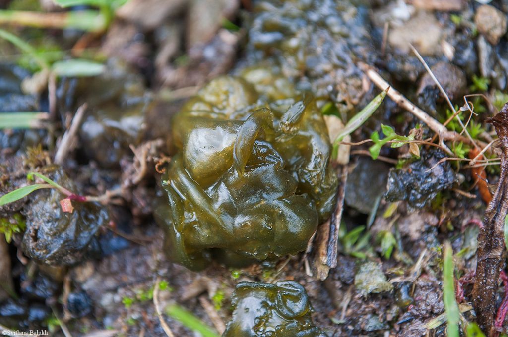 Nostoc commune Vaucher ex Bornet and Flahault