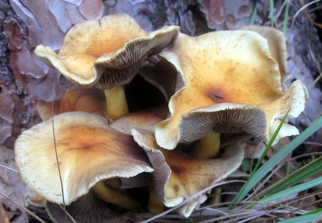 Hypholoma fasciculare (Huds.) P.Kumm.