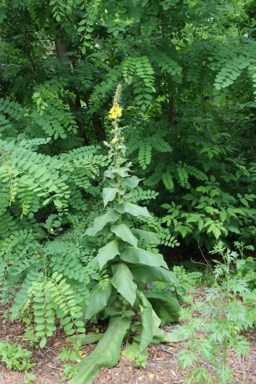 Verbascum