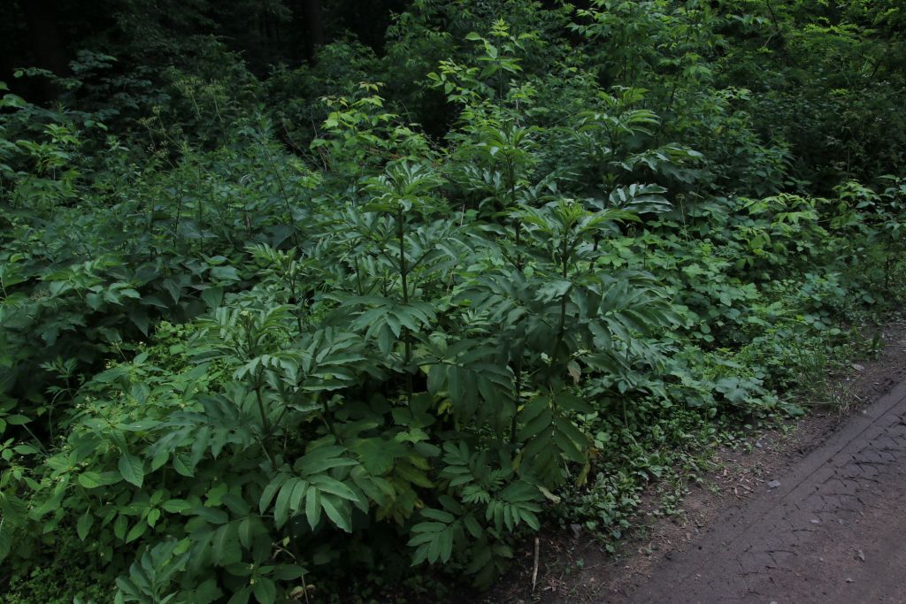 Sambucus ebulus L.