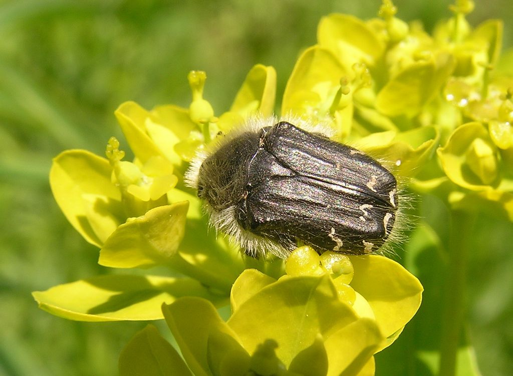 Tropinota hirta (Poda, 1761)