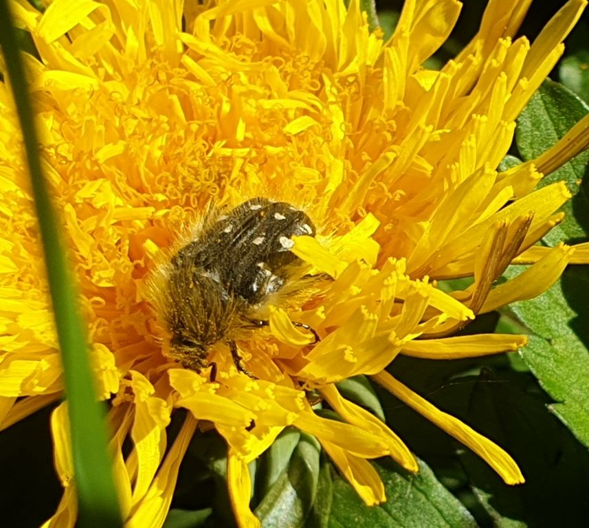 Tropinota hirta (Poda, 1761)