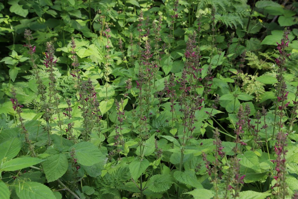 Stachys sylvatica L.