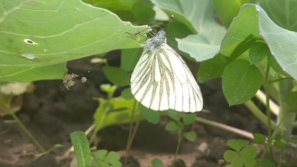 Pieris napi (Linnaeus, 1758)