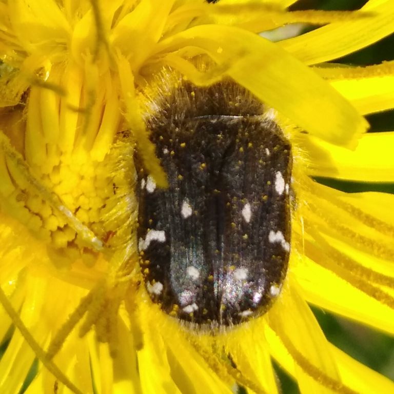 Tropinota (Epicometis) hirta (Poda, 1761)