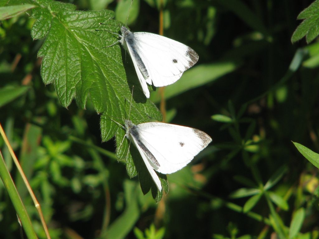 Pieris napi (Linnaeus, 1758)