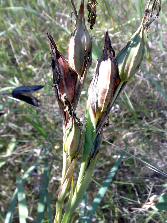 Iris halophila Pall.