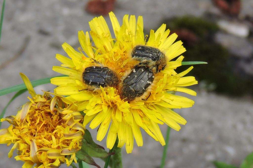 Tropinota hirta (Poda, 1761)