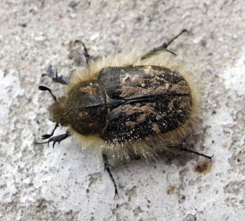 Tropinota hirta (Poda, 1761)